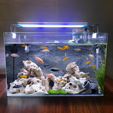 Rectangular Glass Aquarium — Small & Medium Display Tank